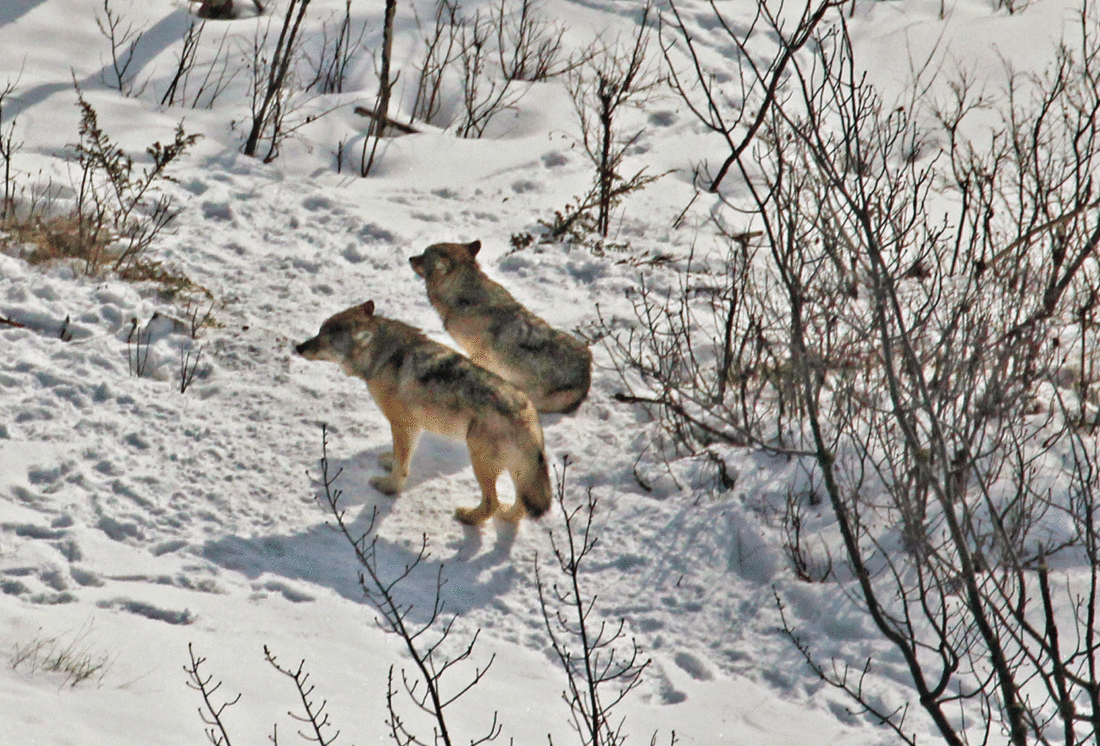 Parachuting Wolves Isle Royale wolf relocation underway - Daily Press